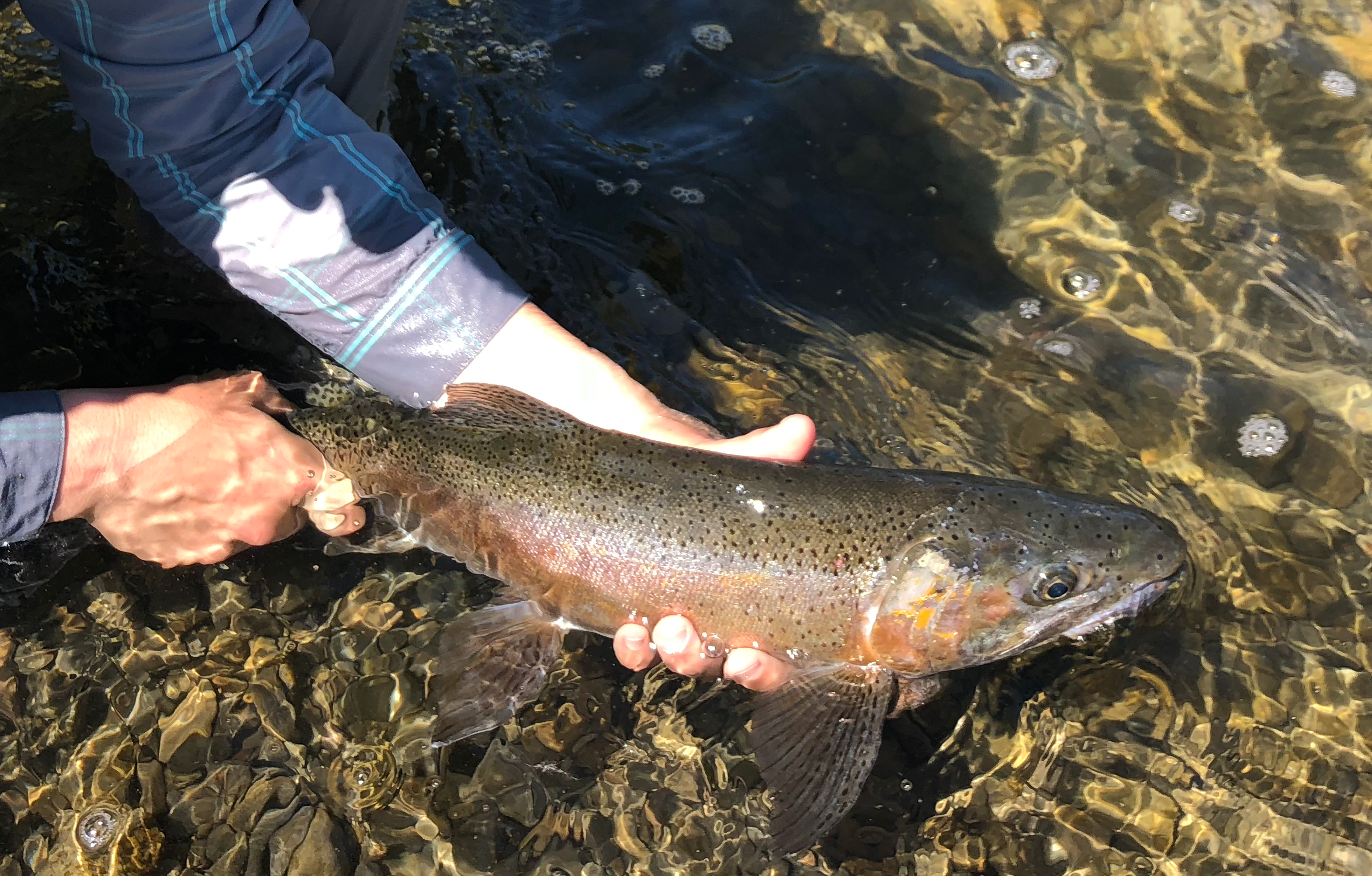 Catch More Big Trout