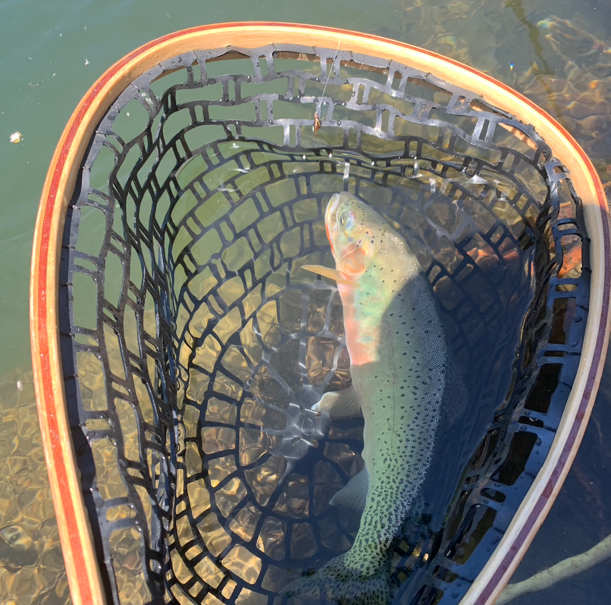 Guide to Netting Fish