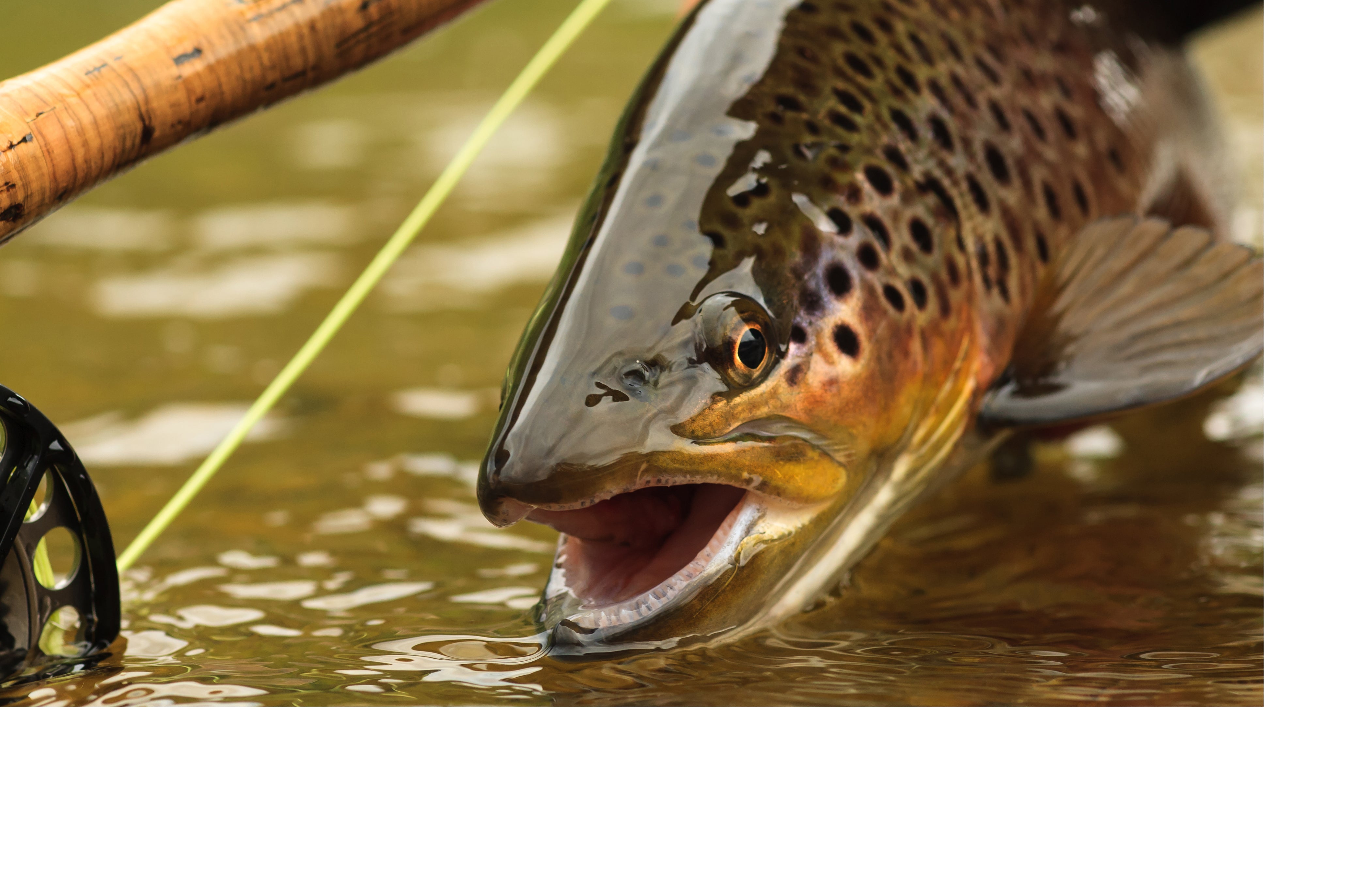 Tying Kits for Trout