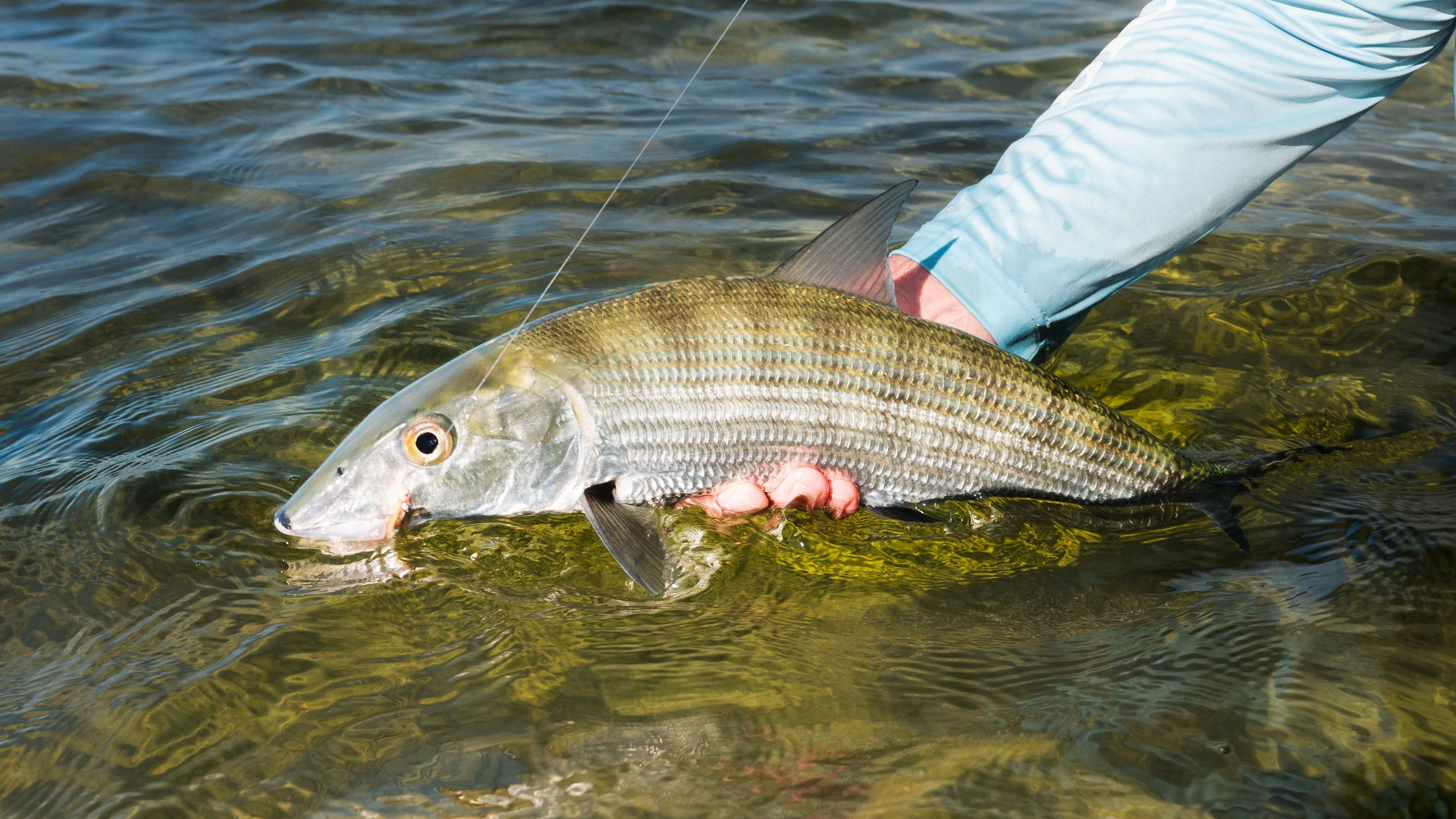 Tying Kits for Saltwater Species