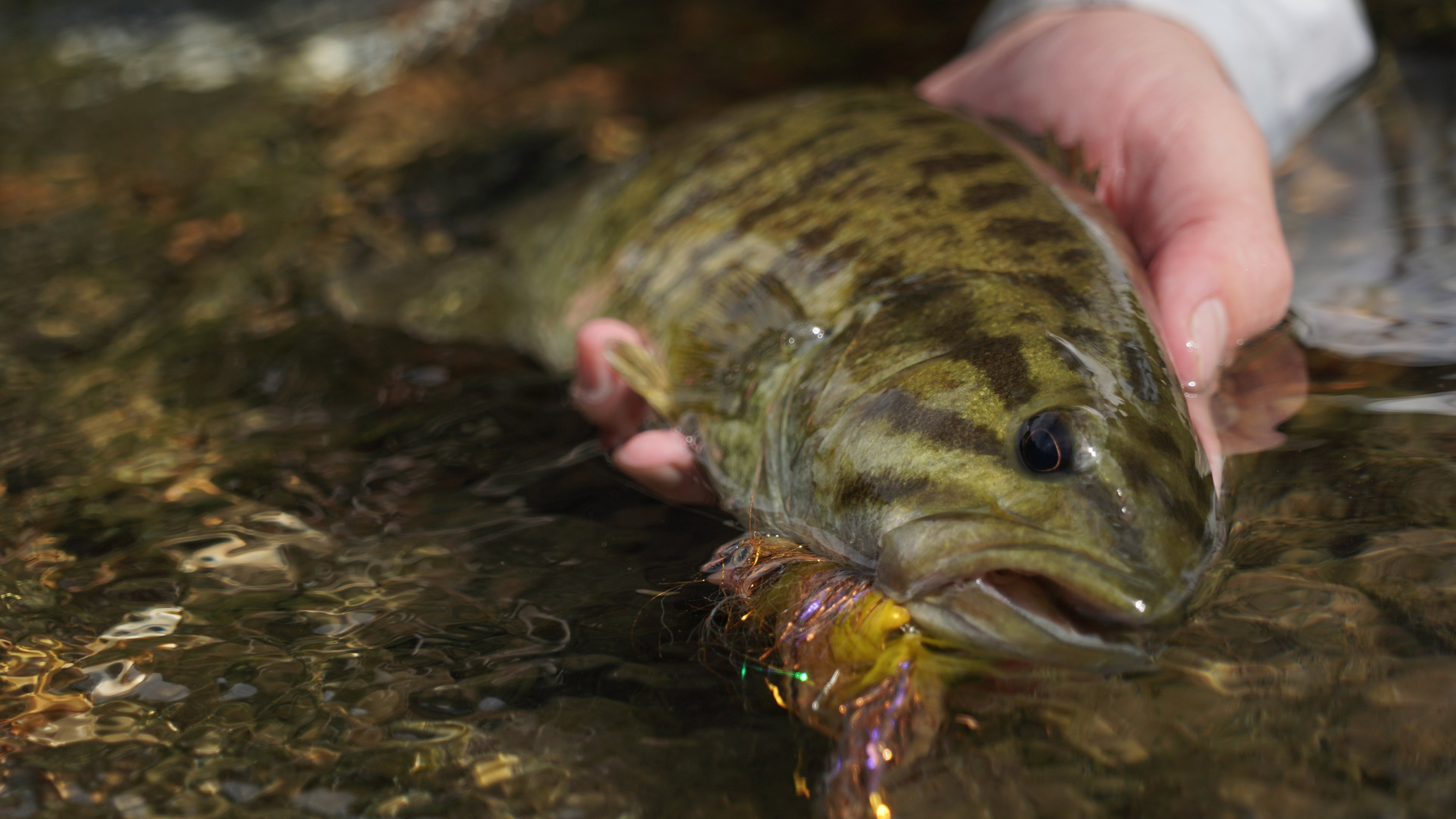 Tying Kits for Bass