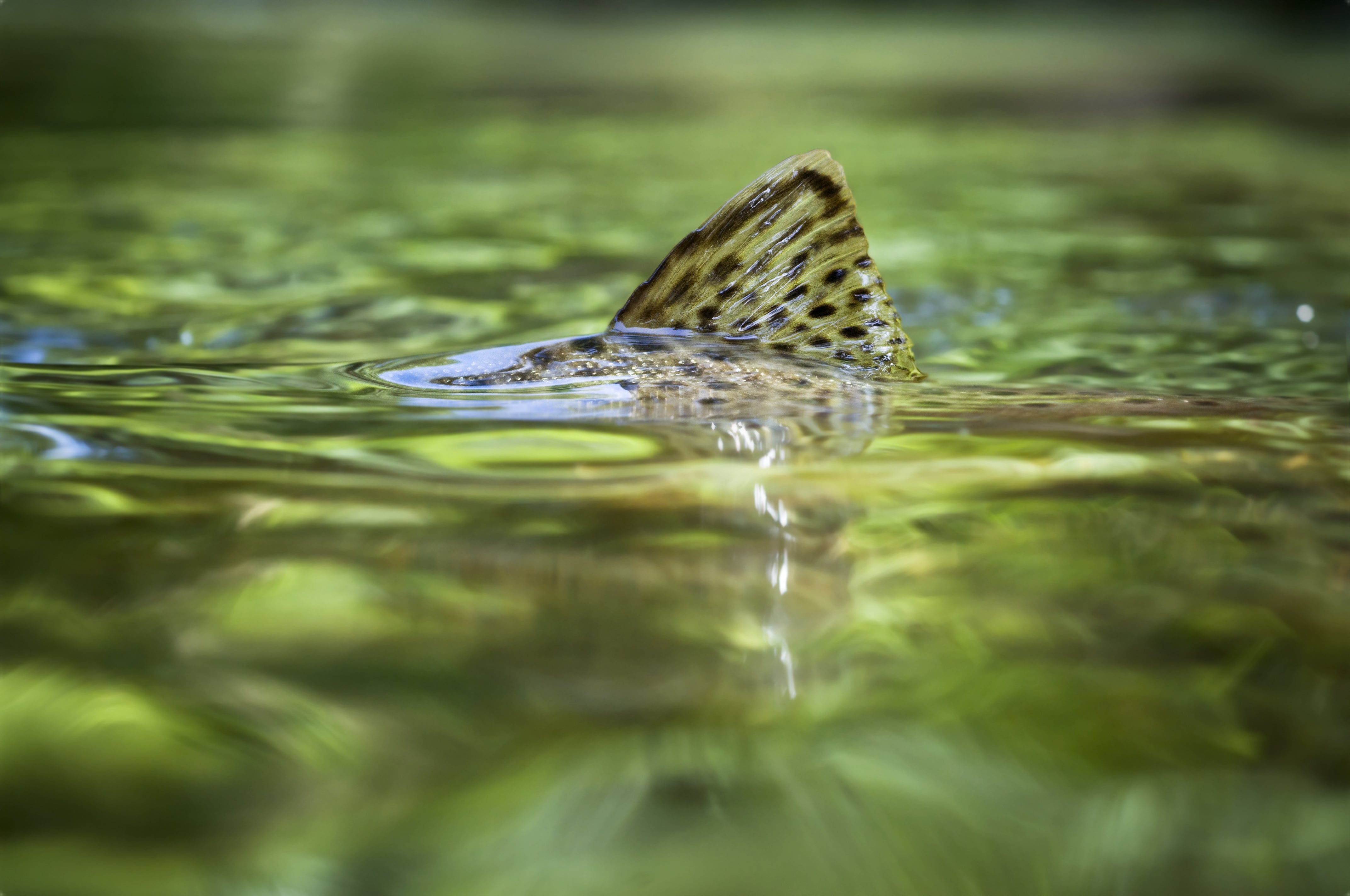 Trout Flies Membership